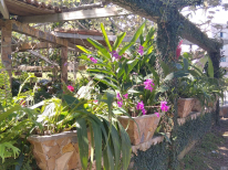 Soroa